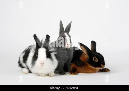 Lapin nain de la manne du lion, noir et blanc, 13 semaines, lapin nain, nain de couleur, bleu avec blanc, 15 semaines, et lapin brun clair, noir et brun clair, lion Banque D'Images