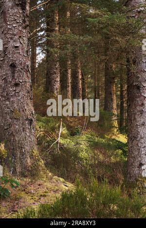 Photo générale de l'intérieur de la forêt de confières Banque D'Images