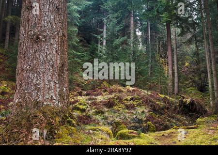 Photo générale de l'intérieur de la forêt confieuse en vue sur le paysage Banque D'Images