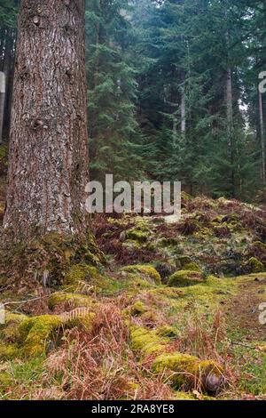 Vue générale de l'intérieur de la forêt confiante ; vue portrait ; Sitrling ; Écosse Banque D'Images