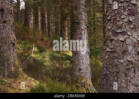 Photo générale de l'intérieur de la forêt confieuse en vue sur le paysage Banque D'Images