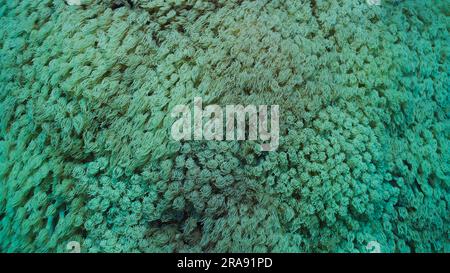 Gros plan, colonies de corail de Flowerpot ou de corail d'Anemone (Goniopora columna). Les polypes de corail se nourrissent par filtrage sur le plancton. Fond naturel de corail po Banque D'Images