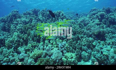 L'école de poisson-chèvre à nageoires jaunes (Mulloidichthys vanicolensis) nage au-dessus du récif corallien, mer Rouge, Safaga, Égypte Banque D'Images