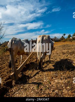 Une paire de labourage Oxen est attachée à un équipement de labourage traditionnel également appelé Hal en Inde. Région himalayenne d'Uttarakhand, Inde. Banque D'Images