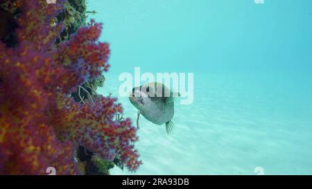 Mer Rouge, Égypte. 24th juin 2023. Les poissons de Puffer nageurs à côté de la jetée couverte de corail. Masqué Puffer (Arothron diadematus) nageant à côté de la jetée par une journée bien ensoleillée sur fond d'eau bleu, Mer Rouge, Safaga, Egypte (Credit image: © Andrey Nekrasov/ZUMA Press Wire) USAGE ÉDITORIAL SEULEMENT! Non destiné À un usage commercial ! Banque D'Images