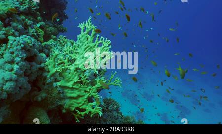 Mer Rouge, Égypte. 24th juin 2023. Gros plan du magnifique récif tropical de corail dans le jardin de corail à la profondeur de la mer poissons colorés tourbillons autour des récifs, Mer Rouge, Safaga, Egypte (Credit image: © Andrey Nekrasov/ZUMA Press Wire) USAGE ÉDITORIAL SEULEMENT! Non destiné À un usage commercial ! Banque D'Images