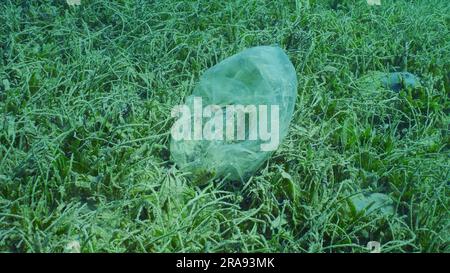 Mer Rouge, Égypte. 24th juin 2023. Vieux plastic jetable mauvais se trouve sur la prairie d'herbes marines à feuilles rondes ou Noodle Seagrass (Syringodium isoetifolium) Mer Rouge, Safaga, Egypte (Credit image: © Andrey Nekrasov/ZUMA Press Wire) USAGE ÉDITORIAL SEULEMENT! Non destiné À un usage commercial ! Banque D'Images