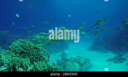 Mer Rouge, Égypte. 24th juin 2023. L'école de poisson-chat jaune (Mulloidichthys vanicolensis) glisse sur le récif corallien, la mer Rouge, Safaga, Egypte (Credit image: © Andrey Nekrasov/ZUMA Press Wire) USAGE ÉDITORIAL SEULEMENT! Non destiné À un usage commercial ! Banque D'Images