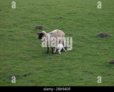 Brebis et nourrir l'agneau dans les champs situés en dessous de Binn Moor près de Rams Clough, vallée de Wessenden, Marsden. Banque D'Images