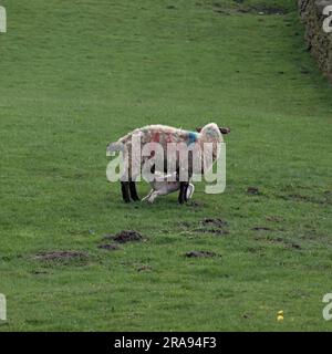 Brebis et nourrir l'agneau dans les champs situés en dessous de Binn Moor près de Rams Clough, vallée de Wessenden, Marsden. Banque D'Images