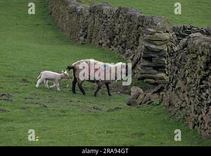 Brebis et agneau dans les champs au-dessous de Binn Moor près de Rams Clough, vallée de Wessenden, Marsden. Banque D'Images