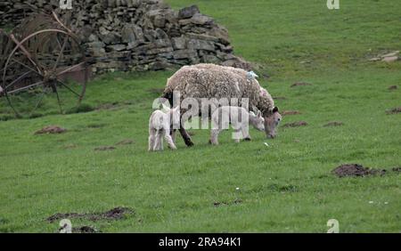 Brebis et agneaux dans les champs en dessous de Binn Moor près de Rams Clough, vallée de Wessenden, Marsden. Banque D'Images