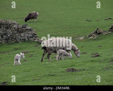 Brebis et agneaux dans les champs en dessous de Binn Moor près de Rams Clough, vallée de Wessenden, Marsden. Banque D'Images