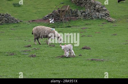 Brebis et agneaux dans les champs en dessous de Binn Moor près de Rams Clough, vallée de Wessenden, Marsden. Banque D'Images