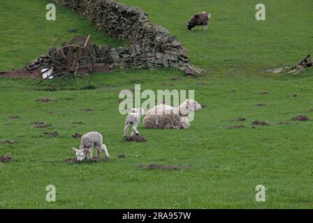 Brebis et agneaux dans les champs en dessous de Binn Moor près de Rams Clough, vallée de Wessenden, Marsden. Banque D'Images