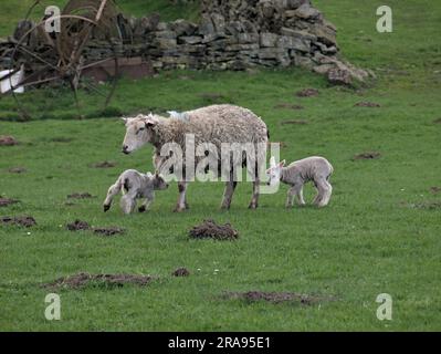 Brebis et agneaux dans les champs en dessous de Binn Moor près de Rams Clough, vallée de Wessenden, Marsden. Banque D'Images