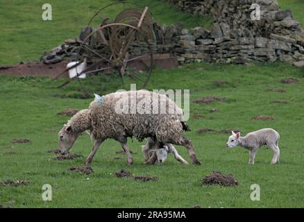 Brebis et agneaux dans les champs en dessous de Binn Moor près de Rams Clough, vallée de Wessenden, Marsden. Banque D'Images