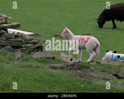 Agneaux dans les champs en dessous de Binn Moor près de Rams Clough, vallée de Wessenden, Marsden. Banque D'Images