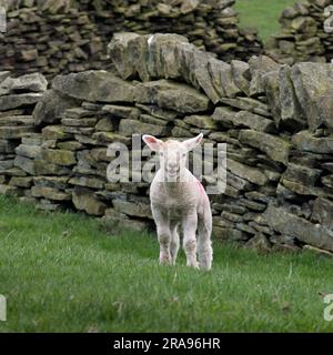 Agneau dans les champs au-dessous de Binn Moor près de Rams Clough, vallée de Wessenden, Marsden. Banque D'Images