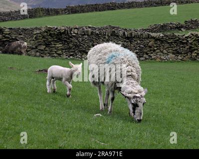 Brebis et agneau dans les champs au-dessous de Binn Moor près de Rams Clough, vallée de Wessenden, Marsden. Banque D'Images