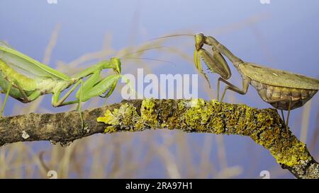 10 juin 2023, oblast d'Odessa, Ukraine, Europe de l'est: Ralenti, deux grandes femelles priant des mantis se rencontrent sur la même branche d'arbre. Conflit de mantis d'arbre transcaucasien (Credit image: © Andrey Nekrasov/ZUMA Press Wire) USAGE ÉDITORIAL SEULEMENT! Non destiné À un usage commercial ! Banque D'Images