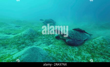 Deux tortues de mer s'empaissent sur les fonds marins en mangeant des algues vertes. Deux grandes tortues de mer verte (Chelonia mydas) avec Remorafish sur la coquille mange le ruban doux seagra Banque D'Images