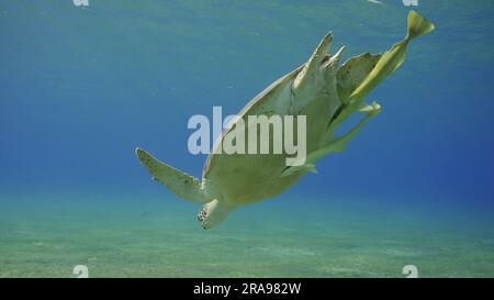 La grande tortue des mers vertes (Chelonia mydas) plonge dans l'océan bleu, mer de Reda, Égypte Banque D'Images