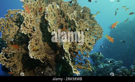 Mer Rouge, Égypte. 17th juin 2023. Récif de corail coloré avec des poissons tropicaux sur une journée ensoleillée, Mer Rouge, Egypte (Credit image: © Andrey Nekrasov/ZUMA Press Wire) USAGE ÉDITORIAL SEULEMENT! Non destiné À un usage commercial ! Banque D'Images