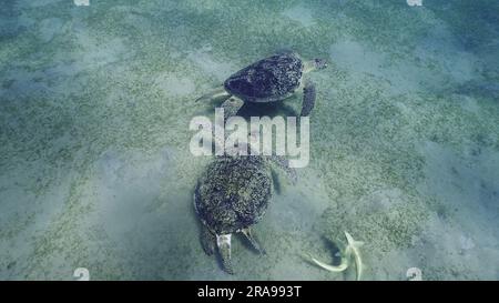 17 juin 2023, Mer Rouge, Egypte: Deux tortues de mer se broutent sur les fonds marins en mangeant des algues vertes. Deux grandes tortues de mer verte (Chelonia mydas) avec Remorafish sur la carapace mange un ruban lisse Seagrass (Cymodocea rotundata) Mer Rouge, Egypte (Credit image: © Andrey Nekrasov/ZUMA Press Wire) USAGE ÉDITORIAL SEULEMENT! Non destiné À un usage commercial ! Banque D'Images