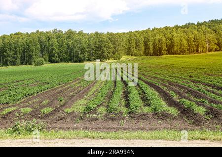 Cultures agricoles dans les champs, rangées paires, devant une plantation de bouleau. Mise au point au premier plan. Banque D'Images