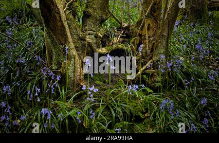Des cloches à côté d'une base d'arbre à Dean Wood, Netherton, Huddersfield. Banque D'Images