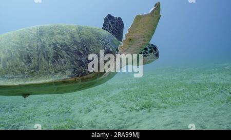 La tortue de mer avec des marques de morsure sur les nageoires tourbillonne dans l'eau bleue. Gros plan de la Grande Tortue de la Mer verte (Chelonia mydas) avec ses palmes avant piqués par un SH Banque D'Images