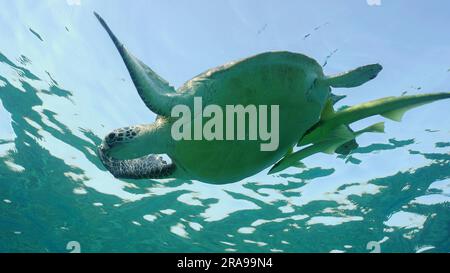 La grande tortue des mers vertes (Chelonia mydas) plonge dans l'océan bleu, mer de Reda, Égypte Banque D'Images