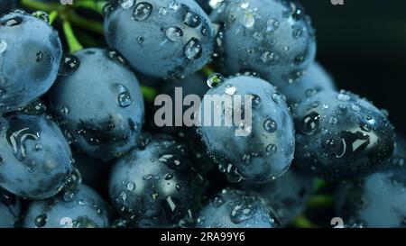 Raisins noirs mûrs avec gouttes d'eau, gros plan Banque D'Images