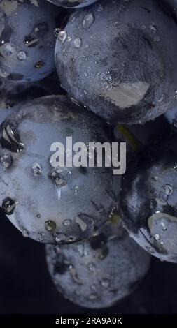 Gros plan de baies de raisin foncé avec gouttes d'eau Banque D'Images