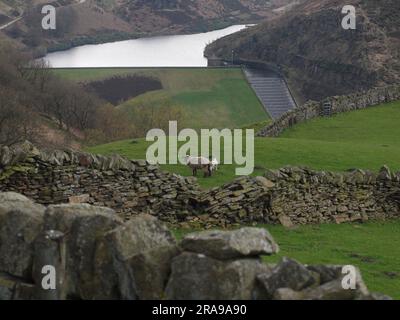 Brebis et agneau dans les champs au-dessous de Binn Moor près de Rams Clough, vallée de Wessenden, Marsden. Banque D'Images