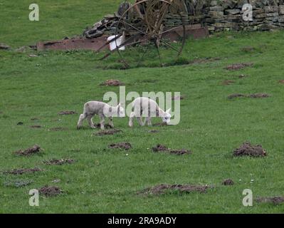 Agneaux dans les champs en dessous de Binn Moor près de Rams Clough, vallée de Wessenden, Marsden. Banque D'Images