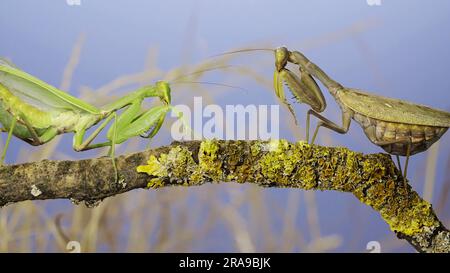 Au ralenti, deux grandes mantes de prière femelles se rencontrent sur la même branche d'arbre. Conflit de la mante transcaucasienne (Hierodula transcaucasica). Banque D'Images