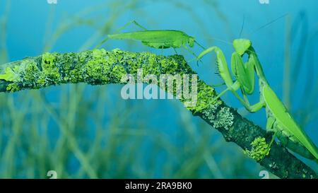 La sauterelle verte chirpe ses ailes à côté de la grande mante de prière femelle assise sur la branche de l'arbre recouverte de lichen. Et la mante transcaucasienne (HIE Banque D'Images