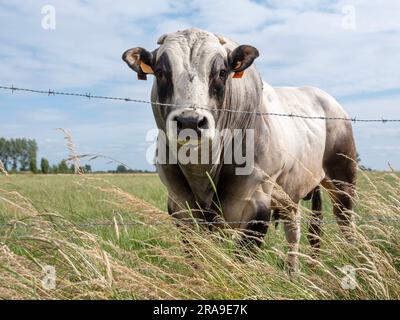 taureau de boeuf fort et herbe d'été dans le pré belge près de bruges en flandre Banque D'Images
