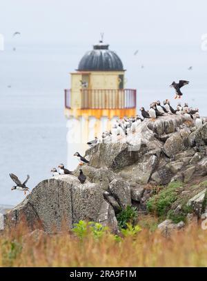 Des macareux se trouvent devant l'observatoire des oiseaux de l'île de mai, à Fife, en Écosse, au Royaume-Uni Banque D'Images