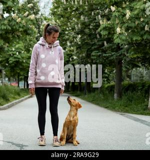 Adorable Labrador doré retriever chiot assis par son propriétaire regardant elle pendant une promenade à l'extérieur. Banque D'Images