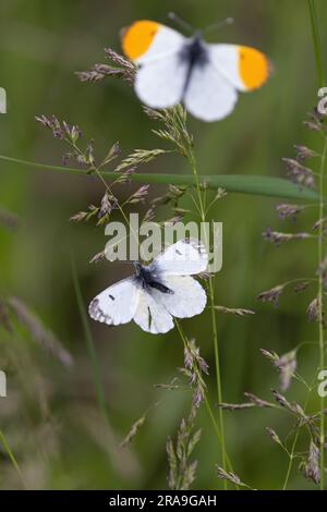 Papillon à pointe orange (Anthocharis cardamines) Norfolk Mai 2023 Banque D'Images