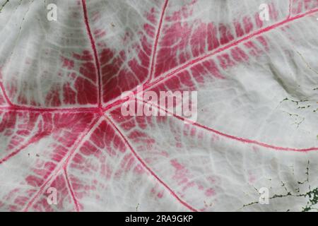 Vue très rapprochée d'une texture de surface de feuille de Caladium rouge et blanche Banque D'Images