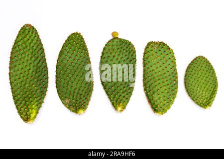 Opuntia microdasys bunny oreilles feuilles de cactus isolées sur fond blanc Banque D'Images