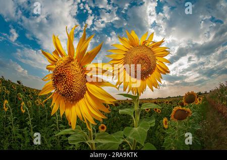 Champ de tournesol ukrainien. Champ de tournesol en fleurs pris avec un objectif grand angle à l'est de l'Ukraine. Banque D'Images