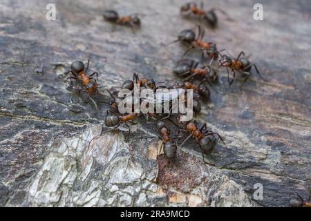 Gros plan des fourmis en bois avec une reine fourmi sur une bûche à Burnham Beeches, Buckinghamshire, Royaume-Uni. Banque D'Images