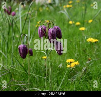 Les Fritillaries à tête de serpents croissent parmi les graminées et les pissenlits. Banque D'Images