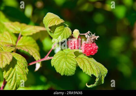 Brindille avec des framboises rouges mûres une journée ensoleillée en été. Banque D'Images