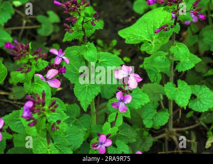 Lunaria annua, fleurs annuelles d'honnêteté, Dollar d'argent, plante de l'argent, plante à fleurs dans la famille des Brassicaceae, originaire des Balkans et du sud-ouest de l'ASI Banque D'Images